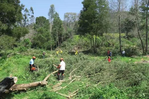 Salt River invasive alien plant clearing operation, Knysna — Six Kingdoms land management